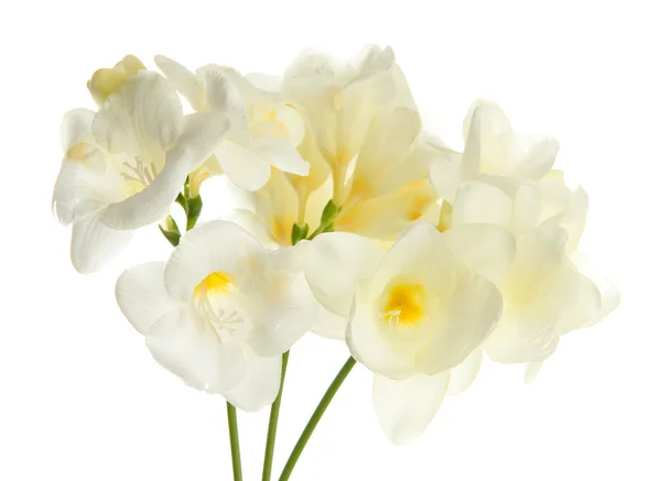 Freesias、白で隔離されるの美しい花束 — ストック写真