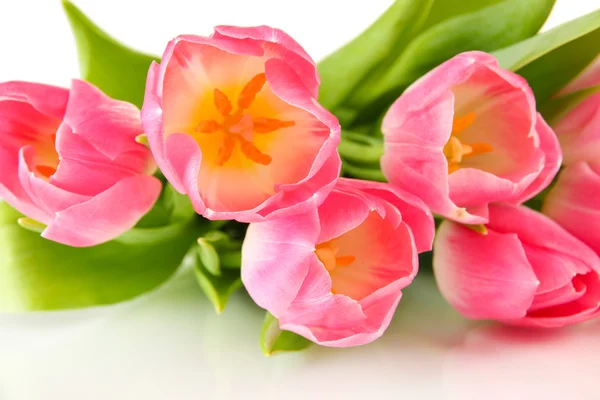 Розовые тюльпаны, изолированные на белый — стоковое фото