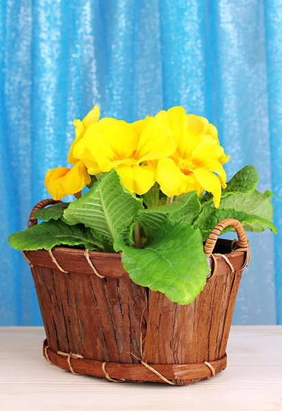 Beautiful yellow primula in basket on curtains background — Stock Photo, Image