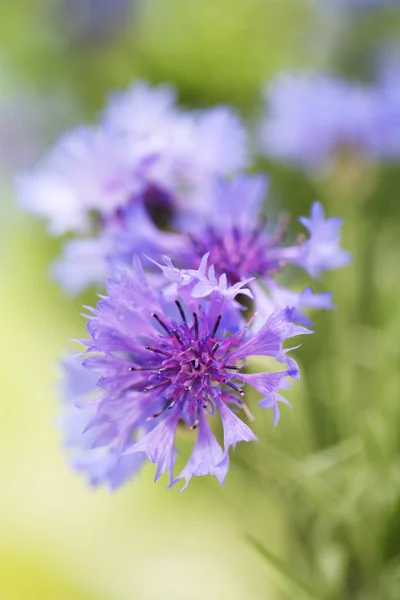 Beautiful cornflowers, outdoors — Stock Photo, Image