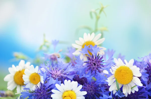 Beautiful bouquet of cornflowers and chamomiles on blue background — Stock Photo, Image
