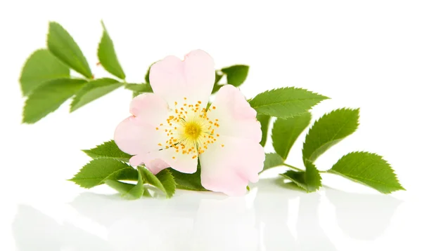 Flor rosa de la cadera, aislada en blanco —  Fotos de Stock