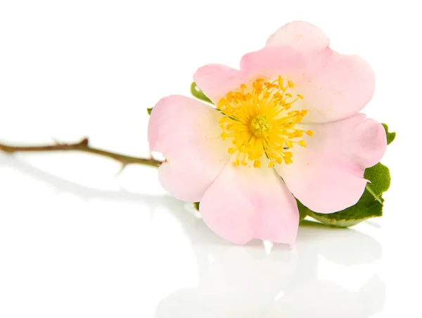 Flor rosa de la cadera, aislada en blanco —  Fotos de Stock