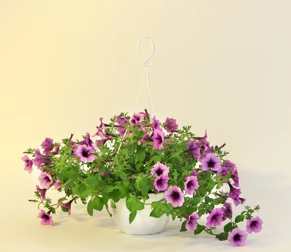 Petúnia roxa em vaso de flores no fundo bege claro — Fotografia de Stock