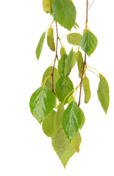 Feuilles de bouleau vert isolées sur blanc — Photo