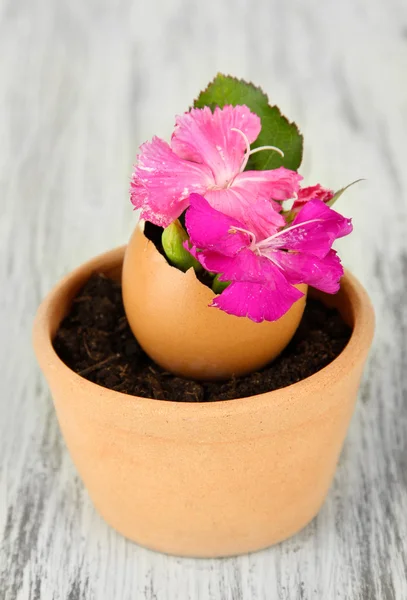 Flowers growing from egg shell, on wooden background — Stock Photo, Image