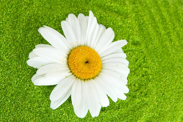Çiçek yakın çekim arka plan ile renkli dekoratif kum — Stok fotoğraf