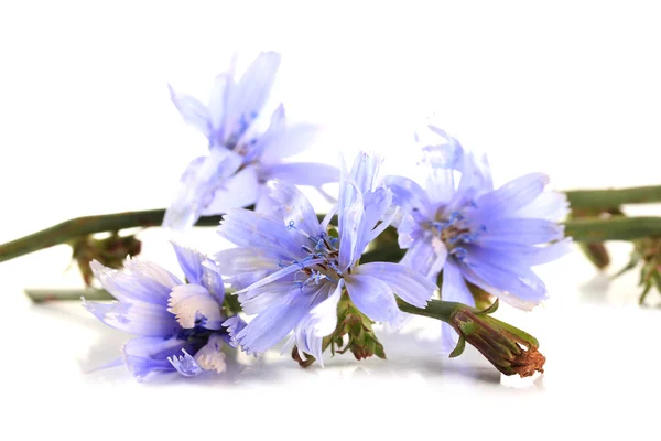 Flores de chicória, isoladas sobre branco — Fotografia de Stock