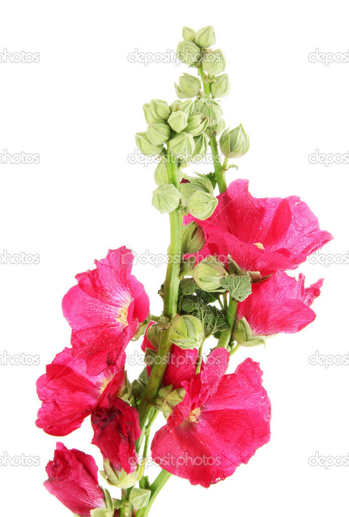 Pink mallow flowers, isolated on white