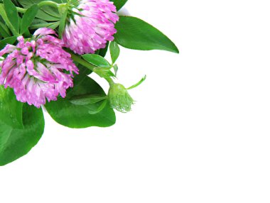 beyaz izole yonca çiçek