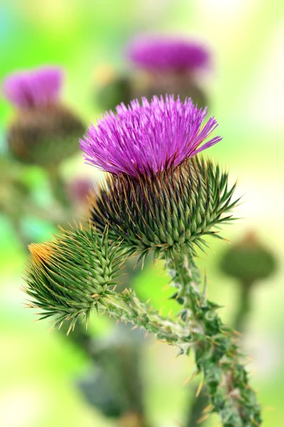 Thistle flowers on nature background — Stock Photo, Image