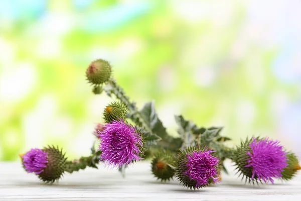 Thistle flowers on nature background — Stock Photo, Image