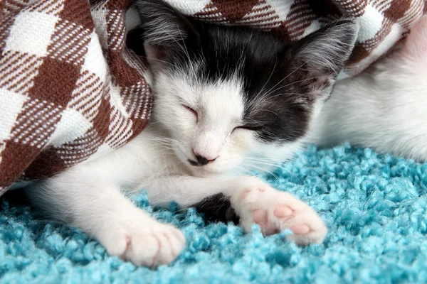 Mavi halı üzerinde uyuyan kedi yavrusu — Stok fotoğraf