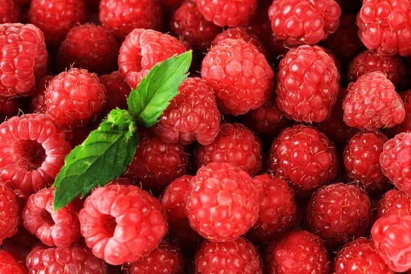 Framboises douces mûres, gros plan — Photo