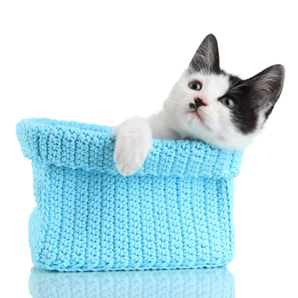 Kleine kitten in breien mand geïsoleerd op wit blauw — Stockfoto