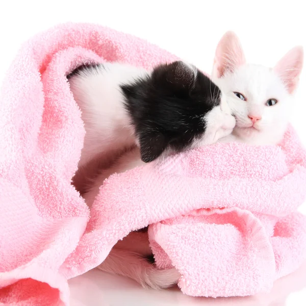 Twee kleine kitten in roze handdoek geïsoleerd op wit — Stockfoto