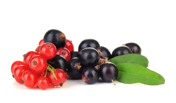 Ribes rosso e nero isolato su bianco — Foto Stock