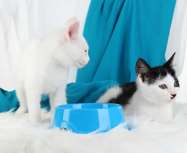 Dos gatitos con tazón de comida en alfombra suave sobre fondo de tela — Foto de Stock