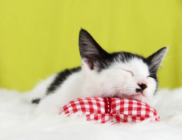 Petit chaton sur tapis blanc sur fond de tissu — Photo