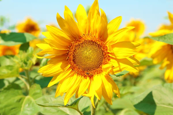 Mooie zonnebloem in het veld close-up — Stockfoto