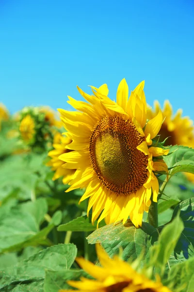 Mooie zonnebloem in het veld close-up — Stockfoto