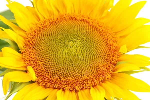 Sunflower close-up — Stock Photo, Image
