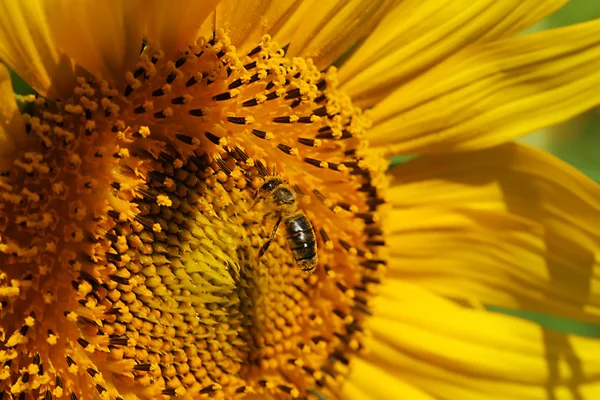 Bee on beautiful sunflower, close up — Stock Photo, Image