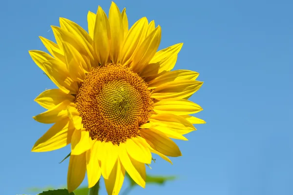 Beautiful sunflower on blue sky background, close up — Stock Photo, Image