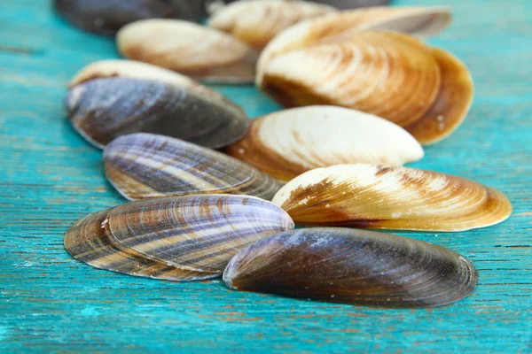 Zeeschelpen op blauwe houten tafel close-up — Stockfoto