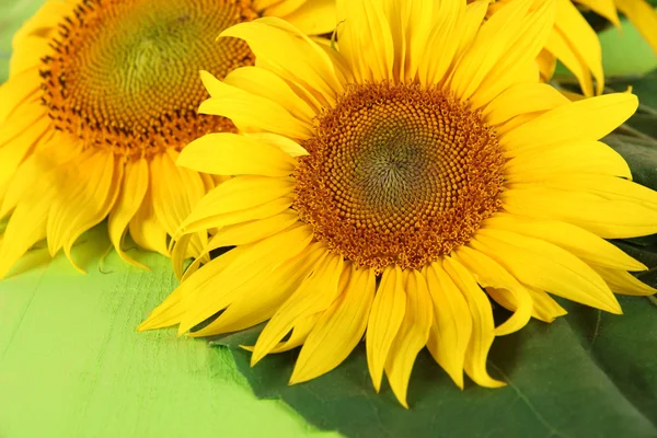 Beautiful sunflowers on color background — Stock Photo, Image