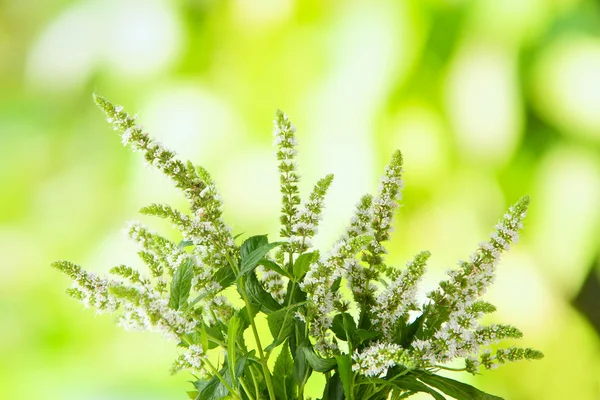 Färsk mynta blommor i trädgården — Stockfoto