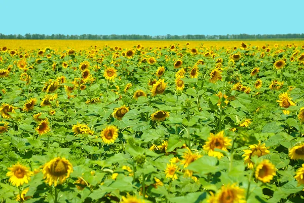 Belo campo de girassóis — Fotografia de Stock