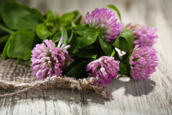 Flores de trébol con hojas sobre fondo de madera —  Fotos de Stock