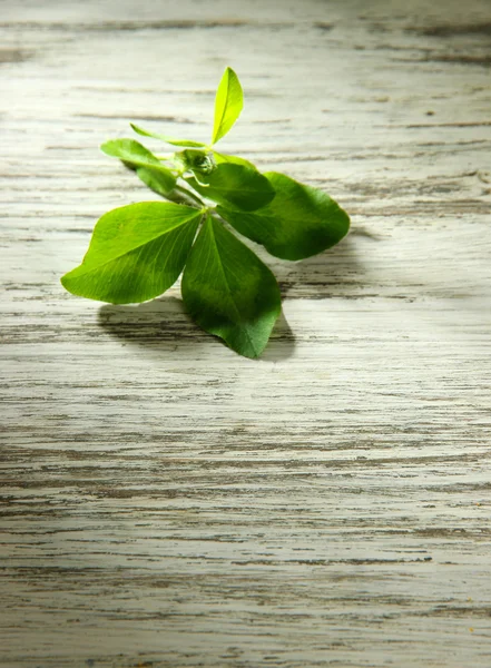 Clover blad på träbord — Stockfoto