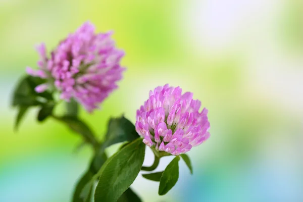 Flores de trevo, ao ar livre — Fotografia de Stock