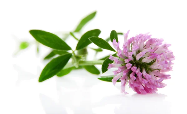 Fiore di trifoglio isolato su bianco — Foto Stock