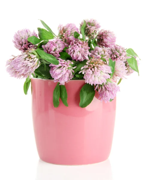 Fleurs de trèfle dans un vase isolé sur blanc — Photo