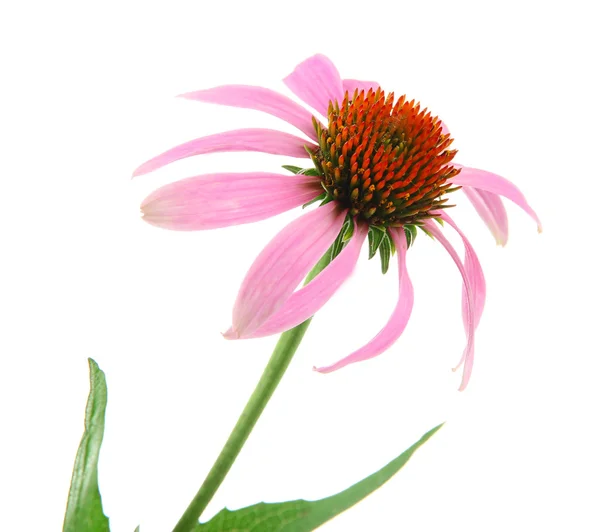 Echinacea flower isolated on white — Stock Photo, Image