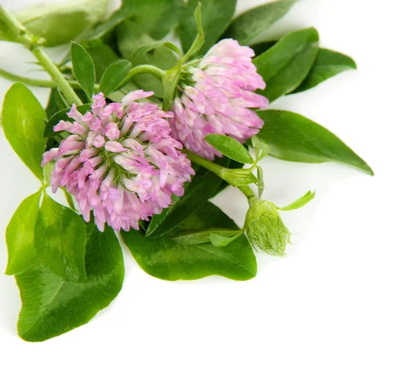 Clover flowers isolated on white — Stock Photo, Image