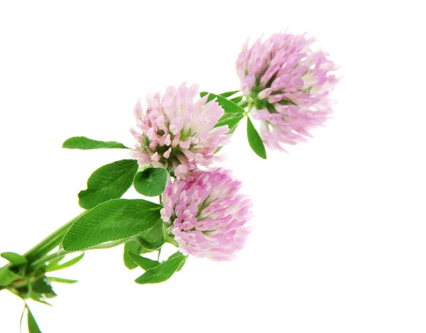 Clover flowers isolated on white — Stock Photo, Image