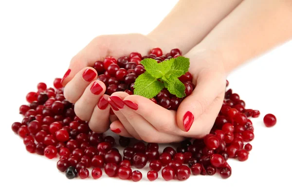 Woman hands holding ripe red cranberries, isolated on whit — Stock Photo, Image
