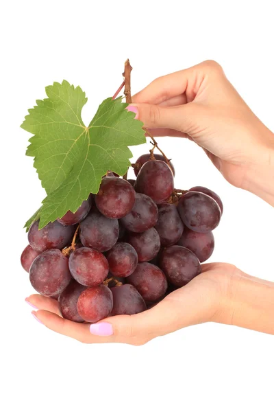 Спелый вкусный виноград в руках изолированы на белом — стоковое фото