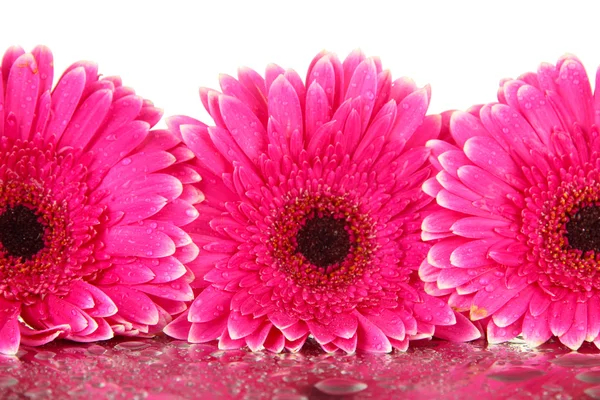 Belles fleurs de gerbera rose, gros plan — Photo