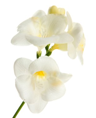 güzel Frezya, üzerinde beyaz izole