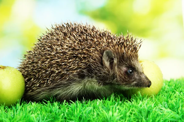 Hedgehog with apples, on grass, on green background — Stock Photo, Image