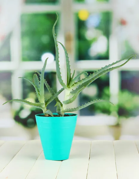 Aloe in pot on wooden table on window background — Stock Photo, Image