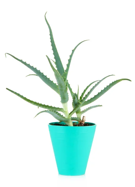 Aloe in pot isolated on white — Stock Photo, Image