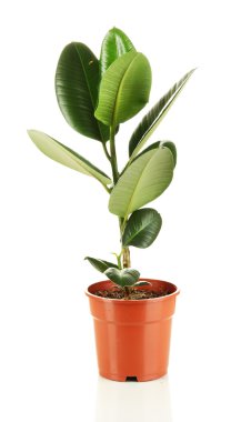 güzel bir çiçek üzerinde beyaz izole kap içinde