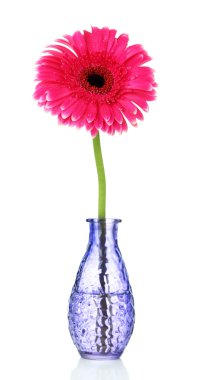 güzel pembe gerbera çiçek Vazoda beyaz izole