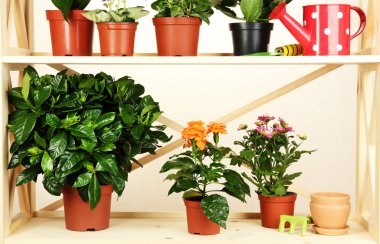 Tencere Oda ahşap raflar üzerine güzel çiçekler